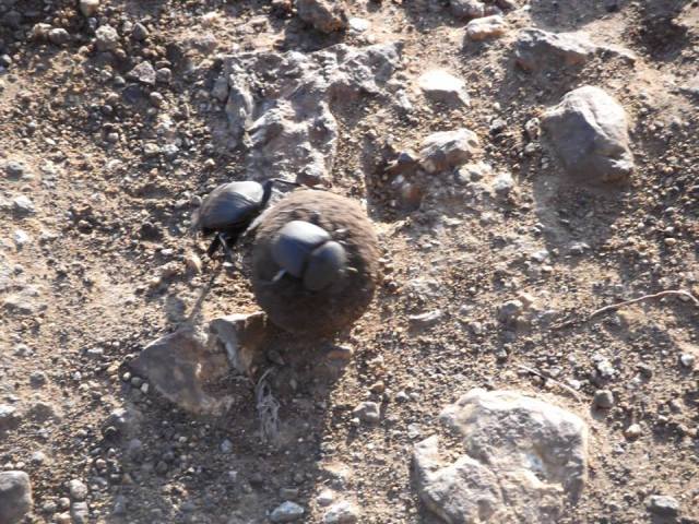 dungg beetles